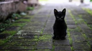 Les prédictions de Nostradamus sur les chats à la maison