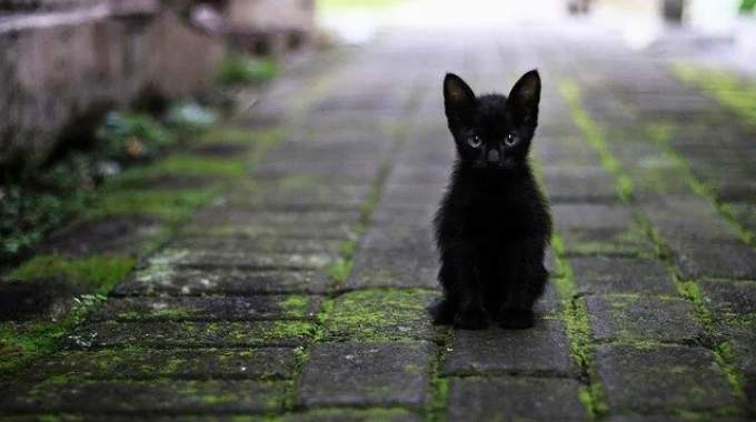 Les prédictions de Nostradamus sur les chats à la maison