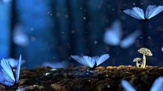 Lorsque Vous Rencontrez un Papillon l'Univers Essaye de Vous Transmettre un Message Secret