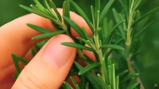 On l'appelle la morphine naturelle Elle est utilisée pour soulager les douleurs musculaires articulaires et rhumatismales