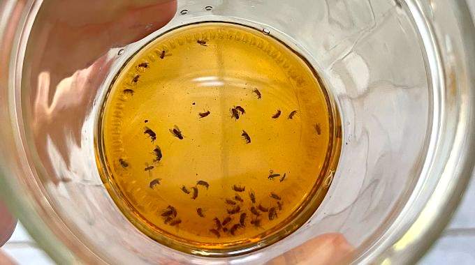 Piège à mouche au vinaigre de cidre : la méthode efficace pour les éliminer