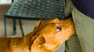 Pourquoi les chiens reniflent les parties intimes  La réponse va vous surprendre