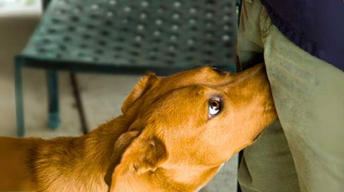 Pourquoi les chiens reniflent les parties intimes des humains ?