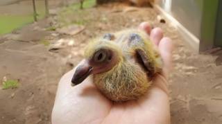 Pourquoi ne voit‑on jamais de bébés pigeons dans les villes
