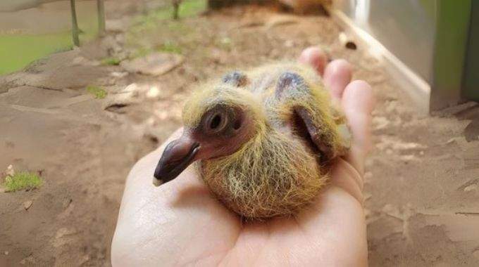 Voici pourquoi vous ne verrez jamais de bébé pigeon dans les villes