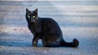 Quelle est la signification de croiser un chat noir par hasard