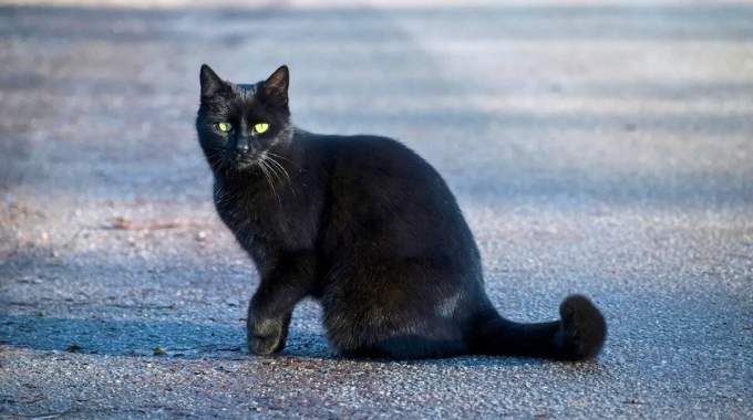 Quelle est la signification de croiser un chat noir par hasard ?