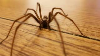 Quelle est la signification spirituelle d'avoir une araignée dans la maison