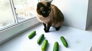 Pourquoi les chats ont-ils peur des concombres