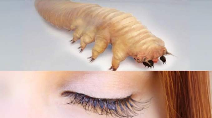 Saviez-vous que cet insecte vit dans vos cils ? 90% des adultes en sont atteints