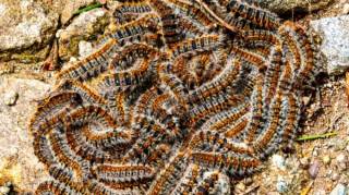 Si un jour vous apercevez cet insecte ne le touchez sous aucun prétexte
