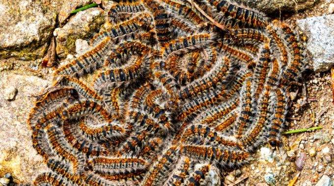 Si un jour vous apercevez cet insecte, ne le touchez sous aucun prétexte