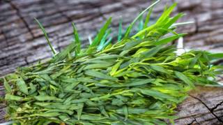 Une plante aromatique qui coupe la faim naturellement et aide à garder la ligne
