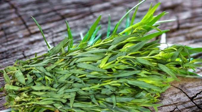 Une plante aromatique qui coupe la faim naturellement et aide à garder la ligne