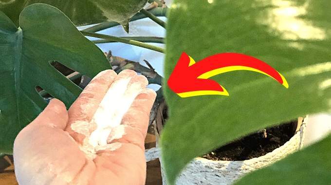 Voici pourquoi il est essentiel de mettre du bicarbonate de soude dans vos plantes d’intérieur