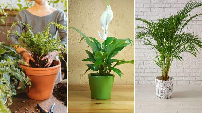 8 Plantes d’Intérieur Efficaces Contre l’Humidité et la Moisissure à la Maison