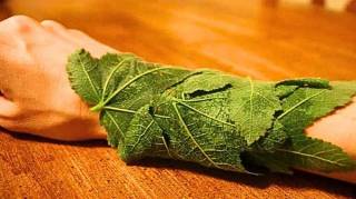 Cette plante est un véritable trésor pour le corps humain
