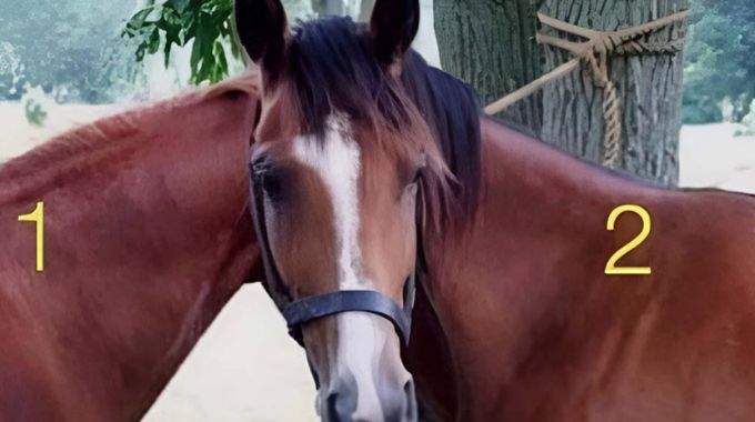 Cette tête appartient à quel cheval ? 
