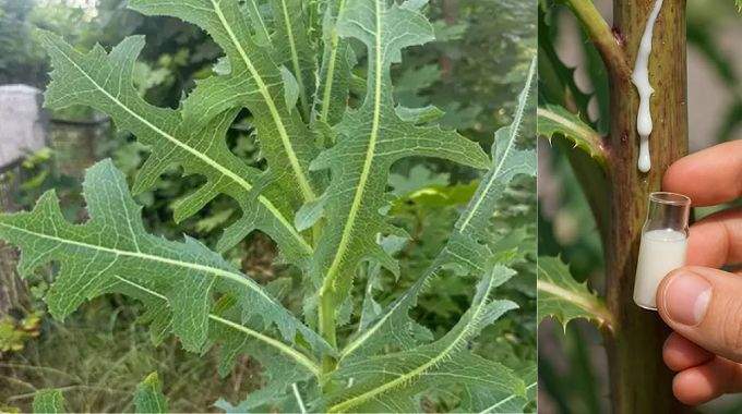 Laitue sauvage : les 6 bienfaits méconnus de cette plante calmante