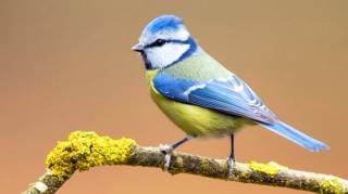 mésange signification
