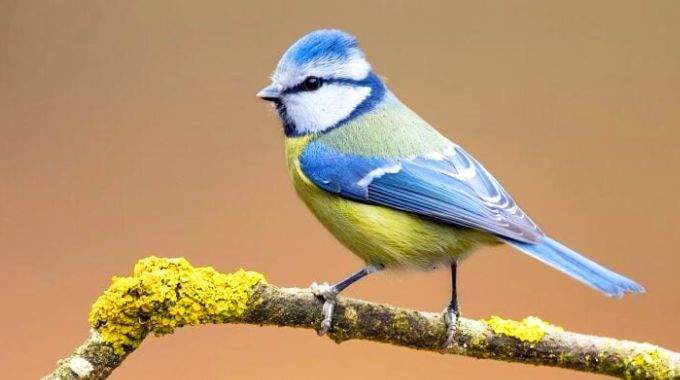 L’apparition d’une mésange chez vous cache un message puissant : découvrez sa signification