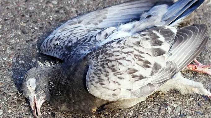 J'ai trouvé un oiseau mort dans mon jardin : quelle signification spirituelle ?