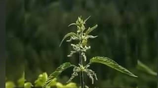 On l'appelle la plante de "l'éternelle jeunesse"
