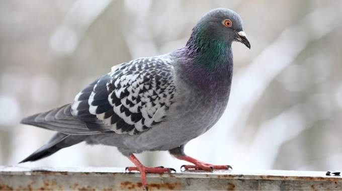 Pigeon signification spirituelle : comprendre ses messages profonds