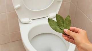 Pourquoi beaucoup de gens jettent des feuilles de laurier dans les toilettes