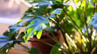 Voici les 5 règles d'or pour bien entretenir ses plantes d'intérieur