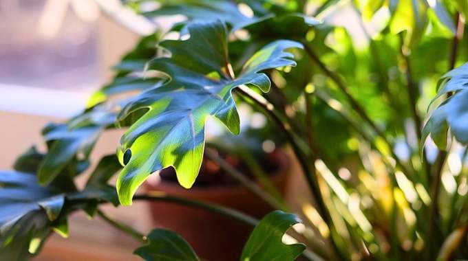 Les 5 règles d'or pour que vos plantes d’intérieur restent toujours en vie