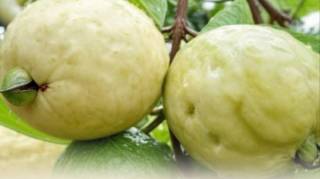 Ce fruit méconnu qui fait baisser la glycémie plus vite que l'insuline… et fait repousser les cheveux à toute vitesse