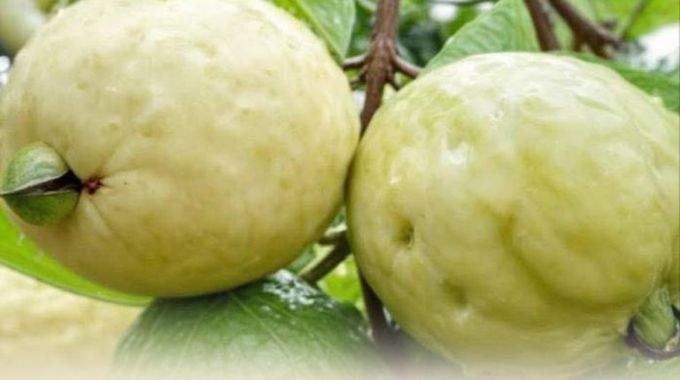 Ce fruit méconnu qui fait baisser la glycémie plus vite que l'insuline… et fait repousser les cheveux à toute vitesse