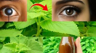 Cette plante est un trésor pour vos yeux : elle éloigne les patients des ophtalmologues