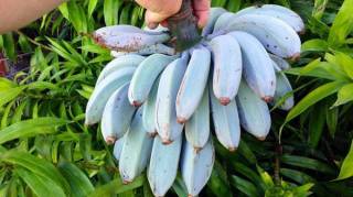 Cette variété de banane bleue a un goût de vanille