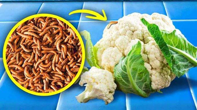 Les choux-fleurs sont pleins de vers : l'astuce de ma grand-mère pour les enlever