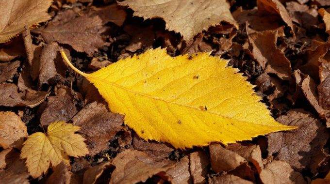 Faut-il laisser les feuilles mortes au sol ? Les paysagistes mettent fin aux idées simplistes