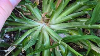 Les 12 bienfaits de l'herbe d'oie (chénopode blanc)