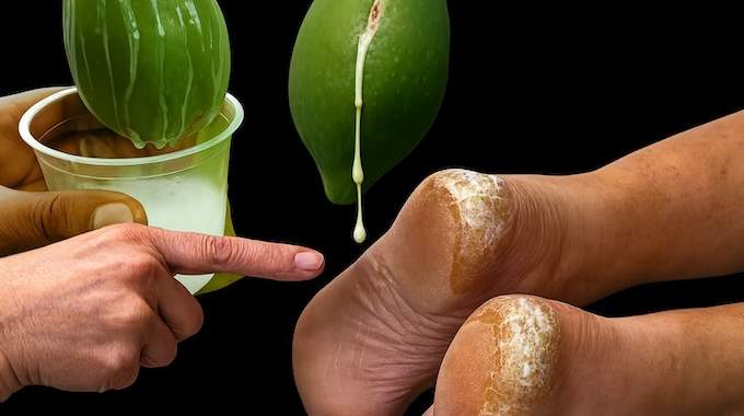 Les bienfaits étonnants du "lait de papaye" pour la santé (et comment l’utiliser)