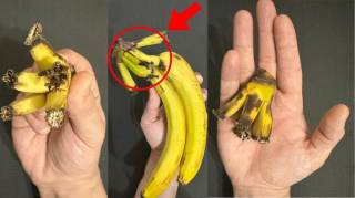 Libérez le potentiel caché de la tige de bananier