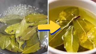 Pourquoi faire bouillir des feuille de laurier