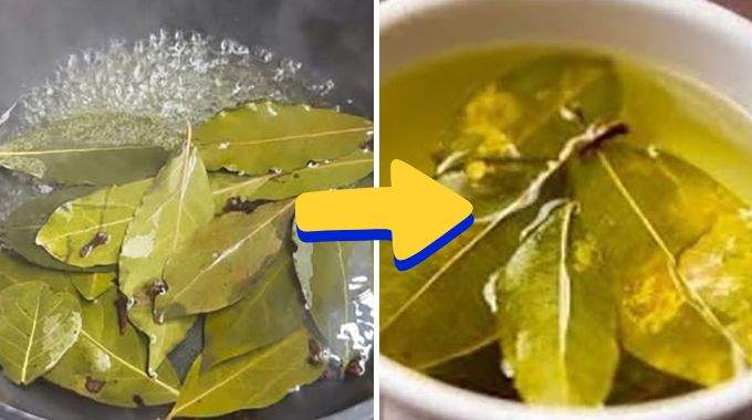 Pourquoi faire bouillir des feuilles de laurier ?