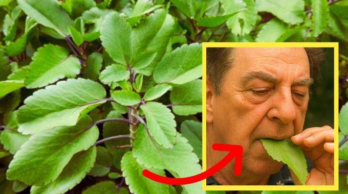 Feuille de Vie : beaucoup l'ont dans leur jardin, mais la plupart ne connaisse pas ses bienfaits