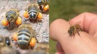 Si une abeille vous poursuit ou entre dans votre maison en voici la signification