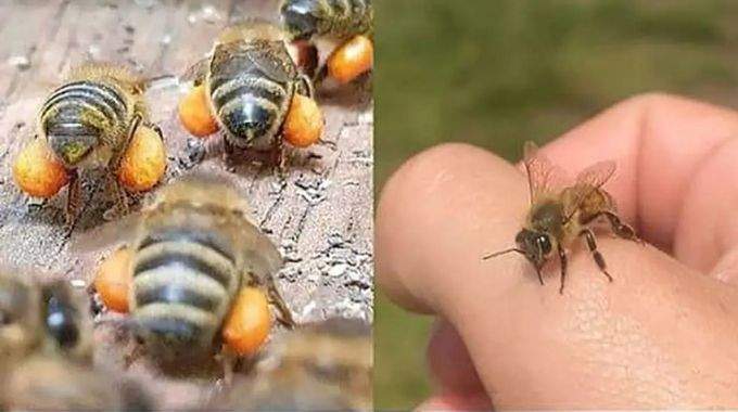 Si une abeille vous poursuit ou entre dans votre maison, en voici la signification