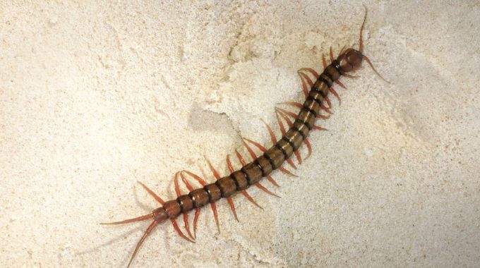 Si vous trouvez un mille-pattes à la maison, en voici la signification