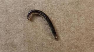 Vers noirs : Comment les éliminer efficacement et prévenir leur retour