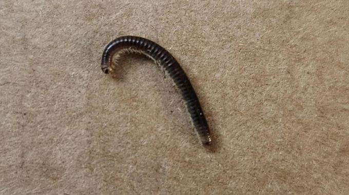 Vers noirs d'humidité : comment s'en débarrasser et éviter leur retour