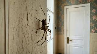Ce détail du quotidien explique pourquoi votre maison abrite toujours plus d’araignées… et comment inverser la tendance