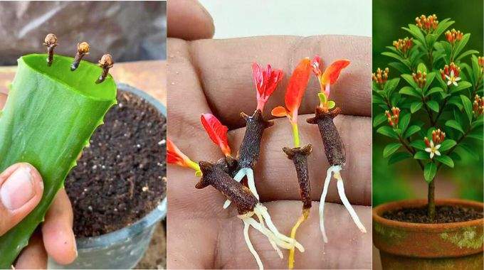 Comment faire pousser des clous de girofle à la maison ? La méthode inratable pour débutants